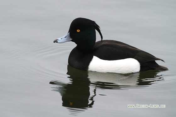 Reiherente - Copyright Stefan Pfützke