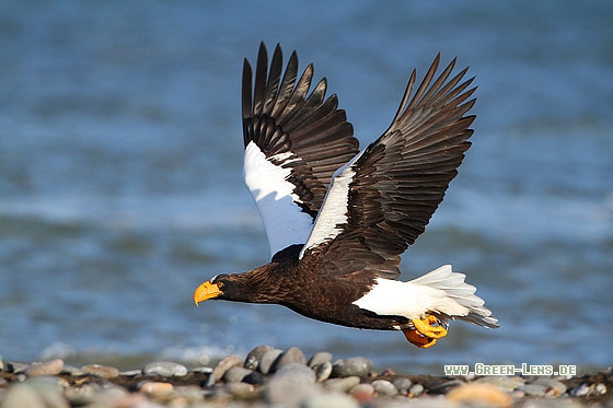 Riesenseeadler - Copyright Stefan Pfützke