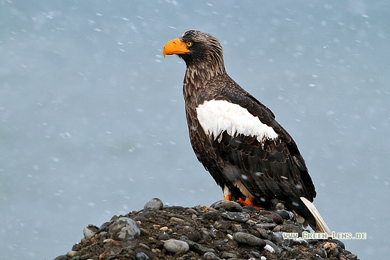 Riesenseeadler - Copyright Stefan Pfützke