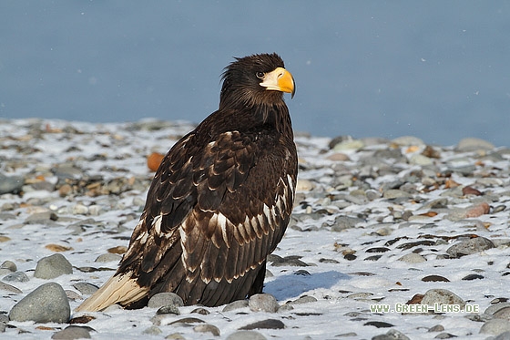 Riesenseeadler - Copyright Stefan Pfützke