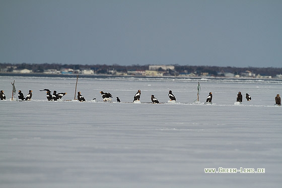 Riesenseeadler - Copyright Stefan Pfützke