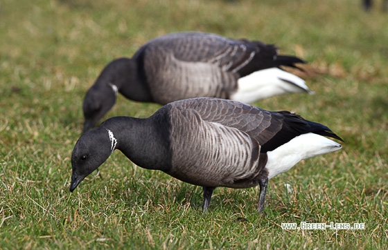 Ringelgans - Copyright Stefan Pfützke