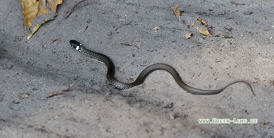 Ringelnatter - Copyright Stefan Pfützke
