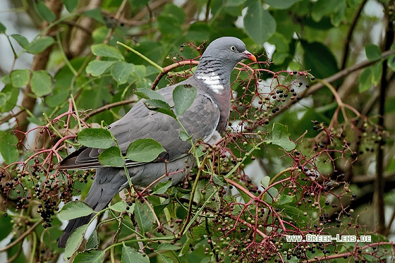Ringeltaube - Copyright Stefan Pfützke