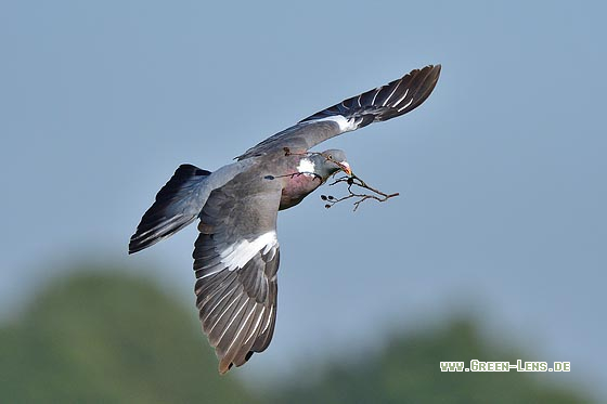 Ringeltaube - Copyright 