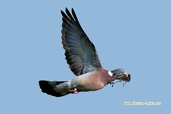 Ringeltaube - Copyright 