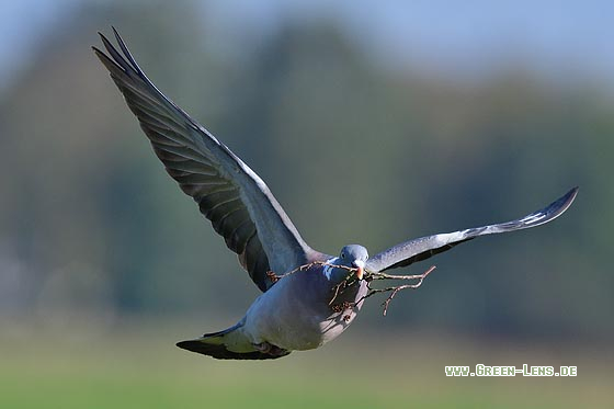 Ringeltaube - Copyright 