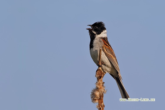 Rohrammer - Copyright Stefan Pfützke