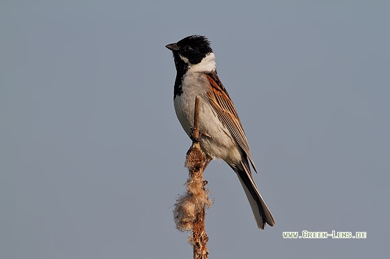 Rohrammer - Copyright Stefan Pfützke