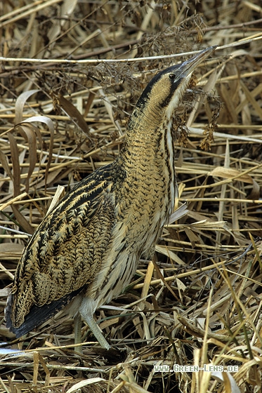 Rohrdommel - Copyright Stefan Pfützke