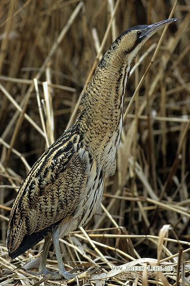 Rohrdommel - Copyright Stefan Pfützke