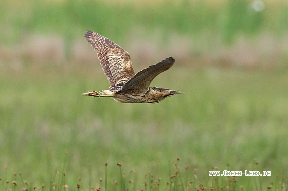Rohrdommel - Copyright Stefan Pfützke