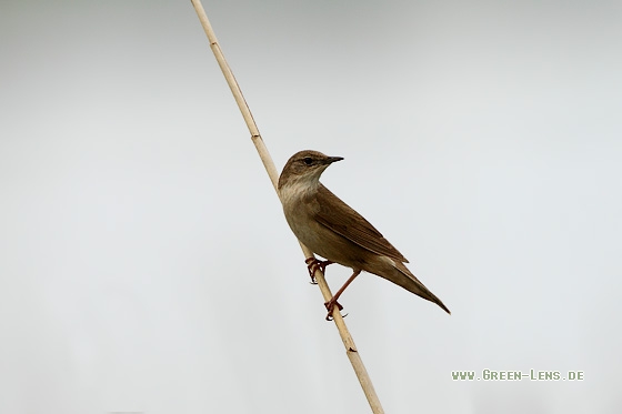 Rohrschwirl - Copyright Stefan Pfützke