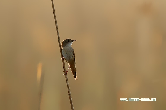 Rohrschwirl - Copyright Stefan Pfützke