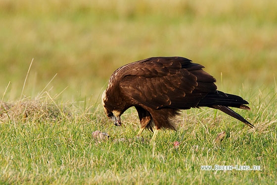 Rohrweihe - Copyright Stefan Pfützke