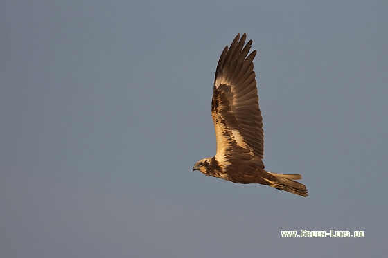 Rohrweihe - Copyright Mathias Putze