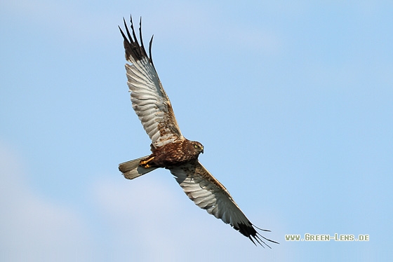 Rohrweihe - Copyright Stefan Pfützke