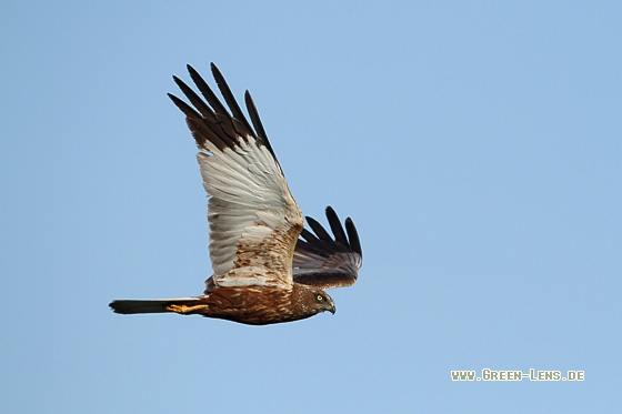 Rohrweihe - Copyright Stefan Pfützke