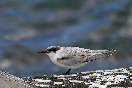 Rosenseeschwalbe - Copyright Stefan Pfützke
