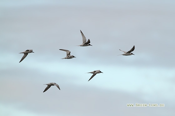 Rosenseeschwalbe - Copyright Stefan Pfützke