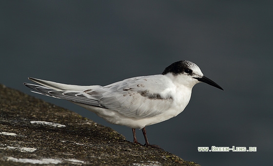 Rosenseeschwalbe - Copyright Stefan Pfützke