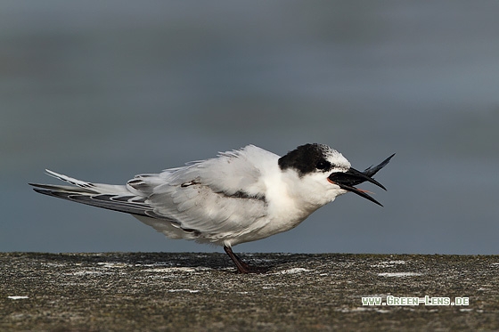 Rosenseeschwalbe - Copyright Stefan Pfützke