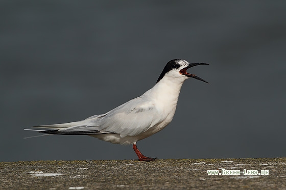 Rosenseeschwalbe - Copyright Stefan Pfützke