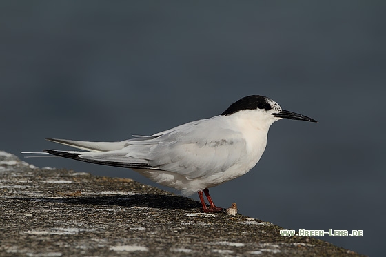 Rosenseeschwalbe - Copyright Stefan Pfützke