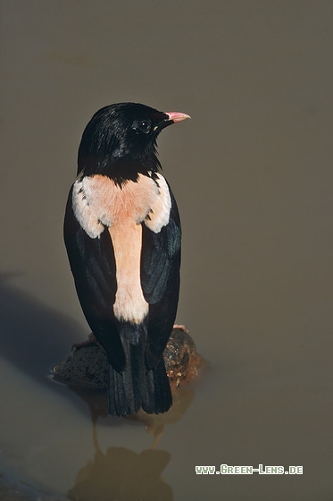 Rosenstar - Copyright Stefan Pfützke