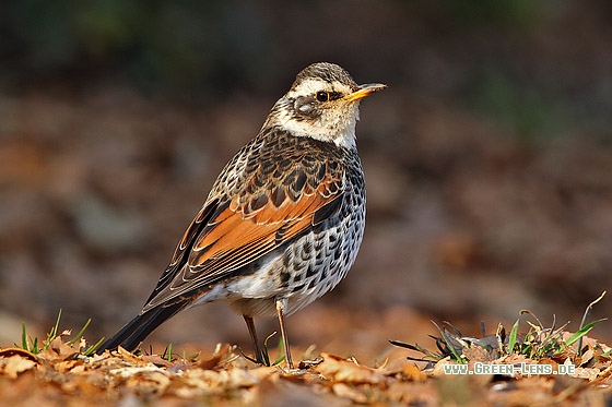 Rostflügeldrossel - Copyright Stefan Pfützke