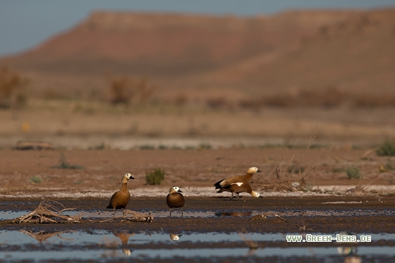Rostgans - Copyright Mathias Putze