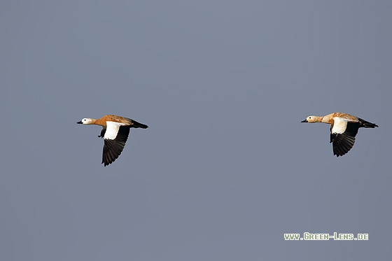 Rostgans - Copyright Stefan Pfützke