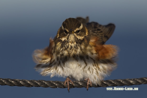 Rotdrossel - Copyright Mathias Putze