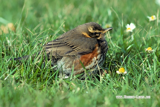 Rotdrossel - Copyright Stefan Pfützke