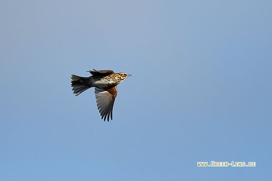 Rotdrossel - Copyright Stefan Pfützke