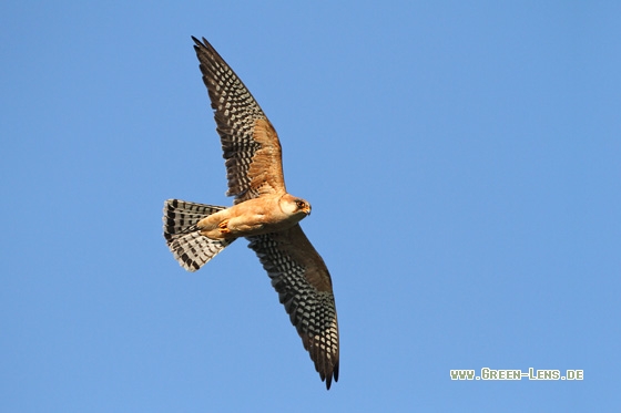 Rotfußfalke - Copyright Stefan Pfützke