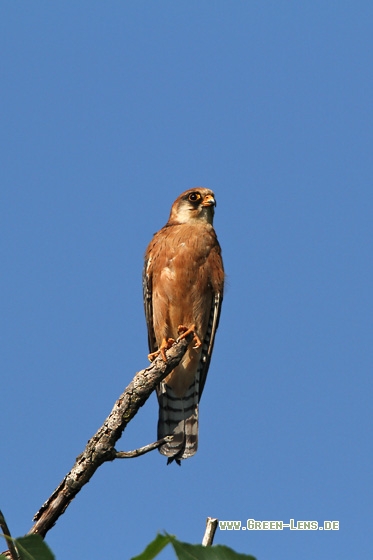 Rotfußfalke - Copyright Stefan Pfützke