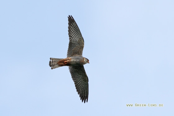 Rotfußfalke - Copyright Stefan Pfützke