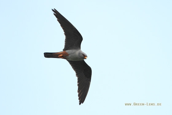 Rotfußfalke - Copyright Stefan Pfützke