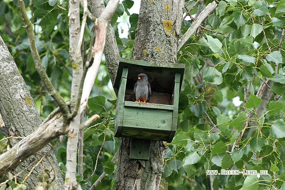 Rotfußfalke - Copyright Stefan Pfützke