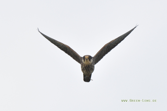 Rotfußfalke - Copyright 