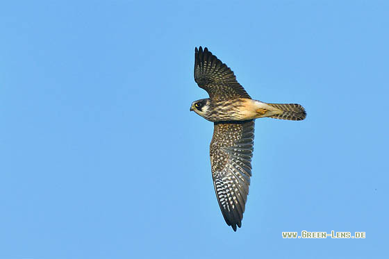 Rotfußfalke - Copyright 