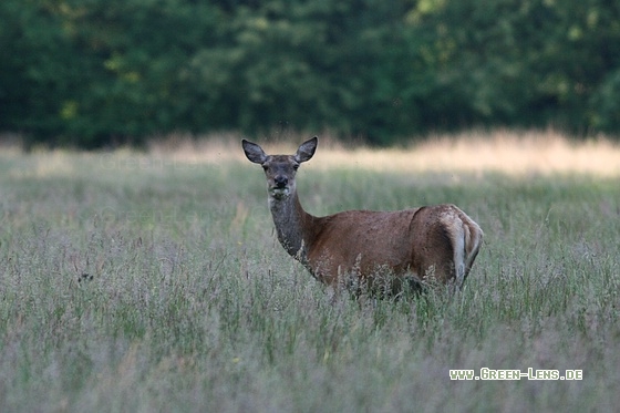 Rothirsch - Copyright Stefan Pfützke
