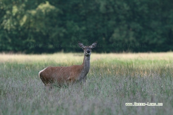 Rothirsch - Copyright Stefan Pfützke