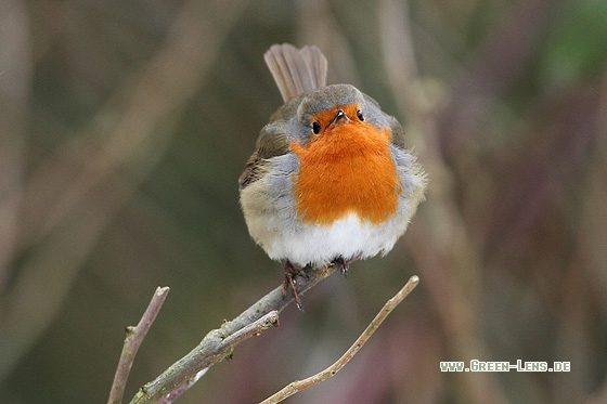 Rotkehlchen - Copyright Stefan Pfützke