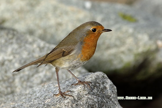 Rotkehlchen - Copyright Stefan Pfützke