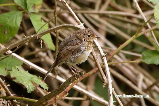 Rotkehlchen - Copyright Stefan Pfützke