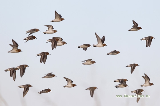 Rotkehl-Strandläufer - Copyright Mathias Putze