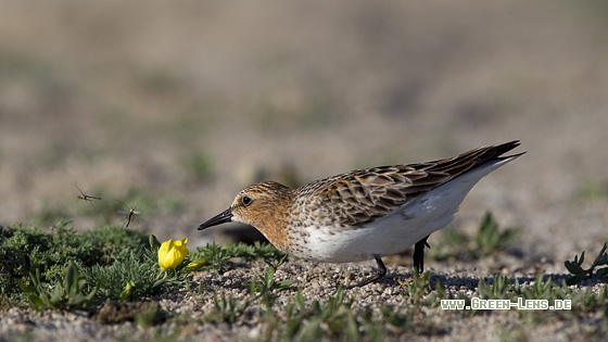 Rotkehl-Strandläufer - Copyright Mathias Putze