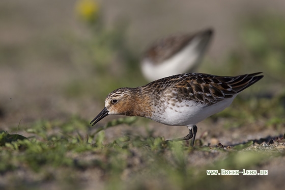 Rotkehl-Strandläufer - Copyright Mathias Putze